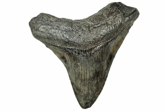 Serrated, Juvenile Megalodon Tooth - South Carolina #313815